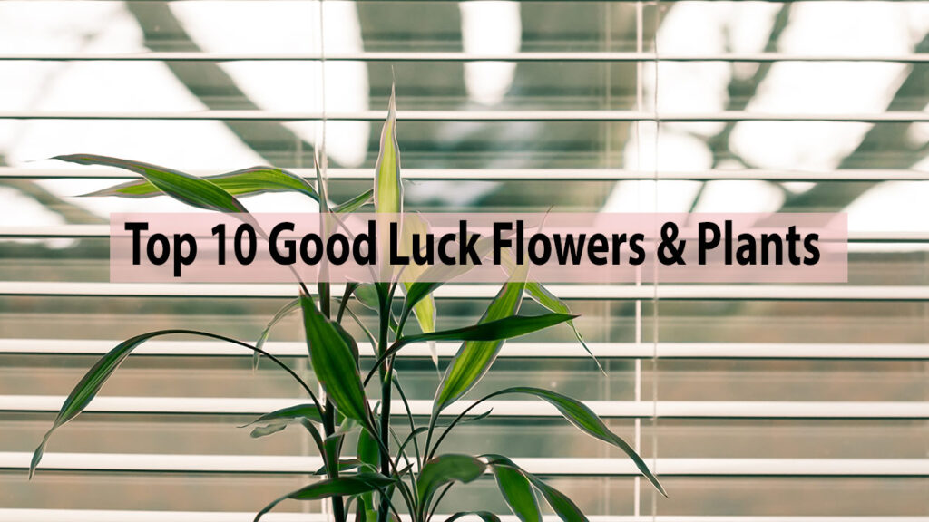 flowers and plants that bring good luck